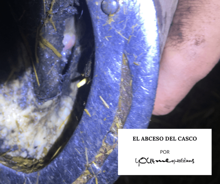 El Abceso del Casco