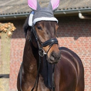 QHP Orejeras de Conejo de Pascua