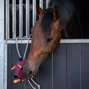 Alternative view of QHP Pelota de Juguete