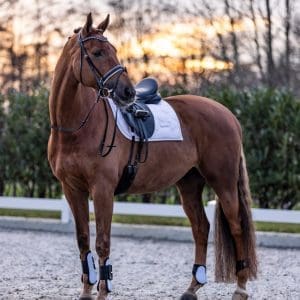 IMPERIAL RIDING Protectores de menudillo Lovely Blanco 2