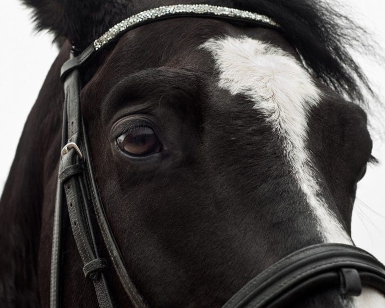 FACTORES A CONSIDERAR AL ELEGIR UN CABALLO