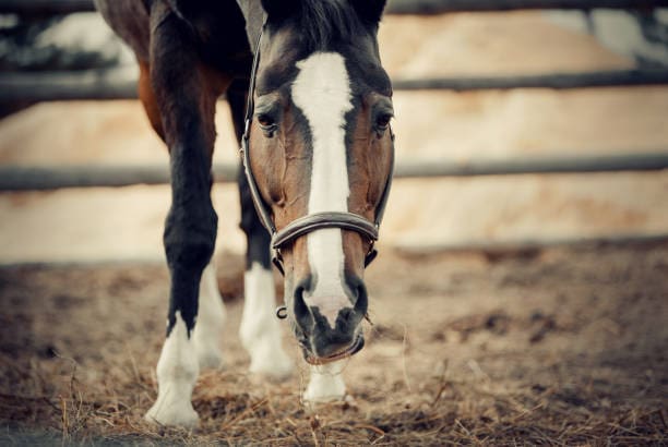SECRETOS PARA EVALUAR LA SALUD Y LA FUERZA DE TU CABALLO
